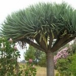 Dracena Draco