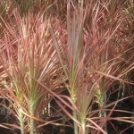 Dracena Tricolor