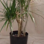 Dracena Verde