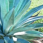 Agave Azul