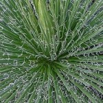 Agave Palito