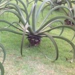 Agave Polvo