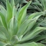 Agave Roseta
