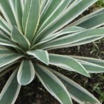 Agave Variegata / Americana