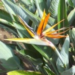 Estrel�tzia