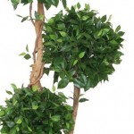 Ficus Bola