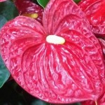 Anturio