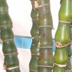 Bambu Barriga de Buda