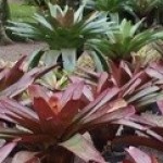 Brom�lia - Foto 2
