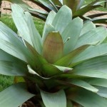 Brom�lia - Foto 4