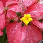Mussaenda