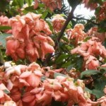 Mussaenda Dobrada