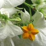 Mussaenda Dobrada - Foto 2