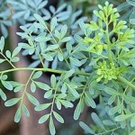 Arruda