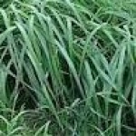 citronela