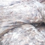 Casca de Pinos