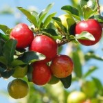 Acerola