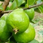 Goiaba