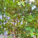 Jabuticaba
